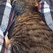 Cacahouète participe au concours pour gagner de l'argent avec cette photo : cat, tabby_cat, sleeping, lying_down, pet, animal, fur, striped_fur, brown, black, white, paws, tail, plaid_blanket, blanket, indoor, floor, tile, cozy, relaxing