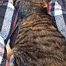 cat, tabby_cat, sleeping, lying_down, pet, animal, fur, striped_fur, brown, black, white, paws, tail, plaid_blanket, blanket, indoor, floor, tile, cozy, relaxing