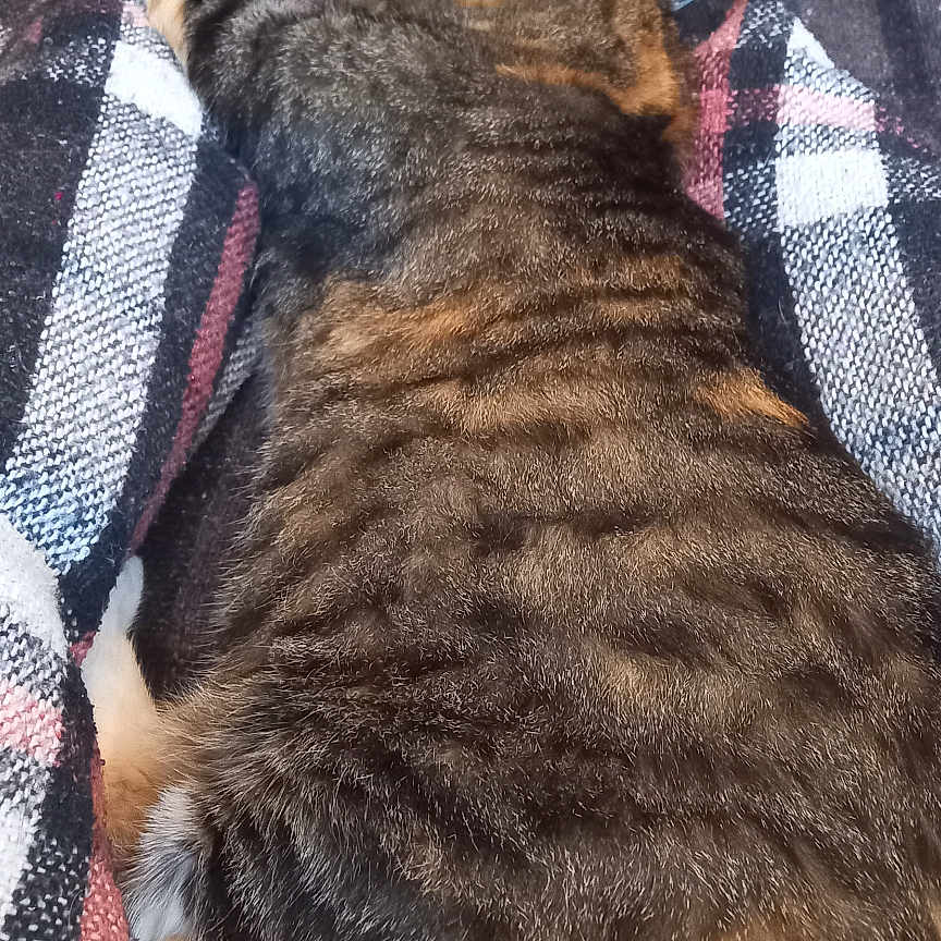 Cacahouète