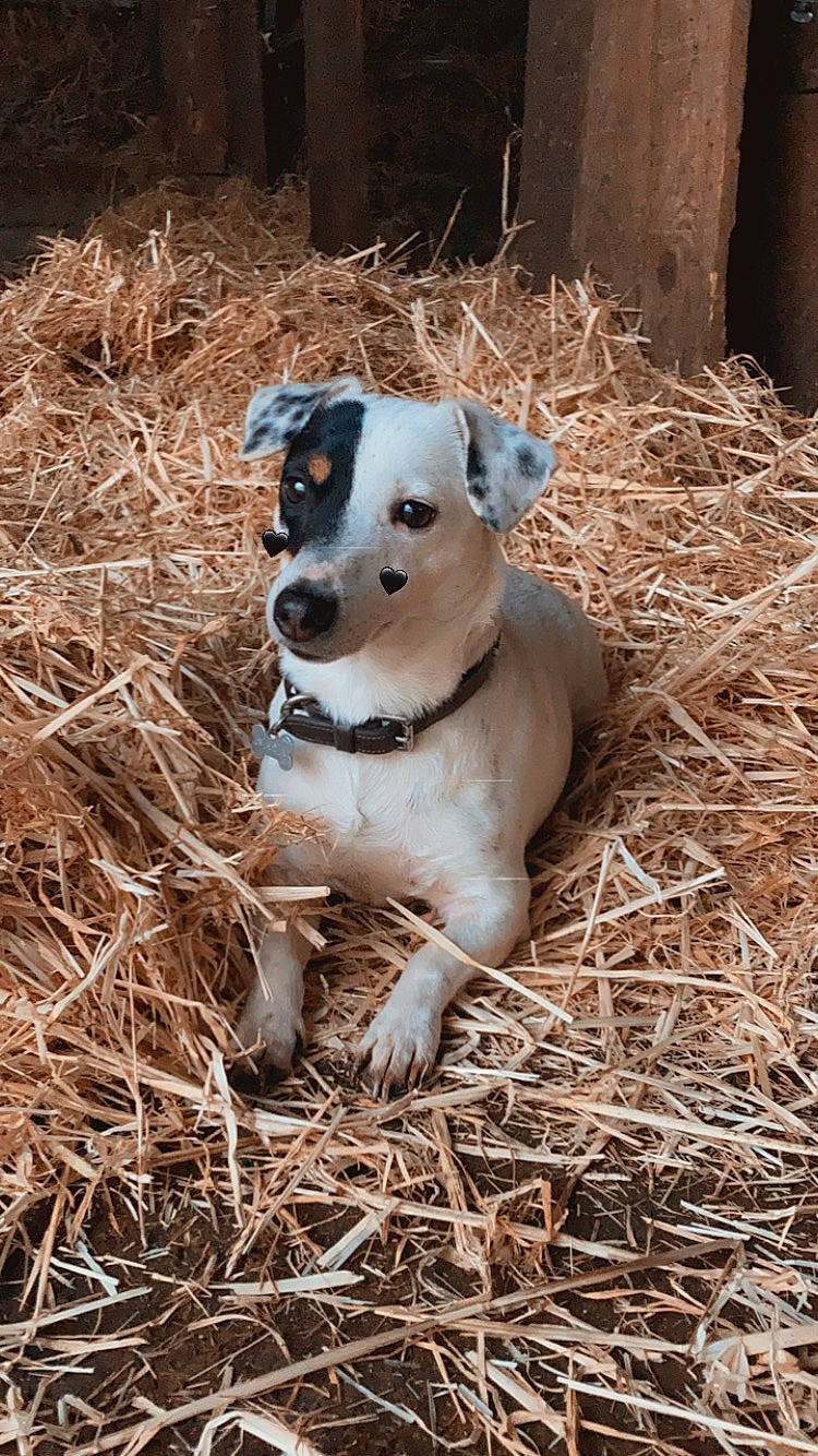 Naya a rejoint le concours — aidez-le/la à gagner de superbes lots ! canidae, carnivore, collar, companion_dog, dog, dog_breed, dog_collar, fawn, grass, pet_supply, plant, snout, soil, sporting_group, tail, terrestrial_animal, whiskers, wood, working_animal, working_terrier