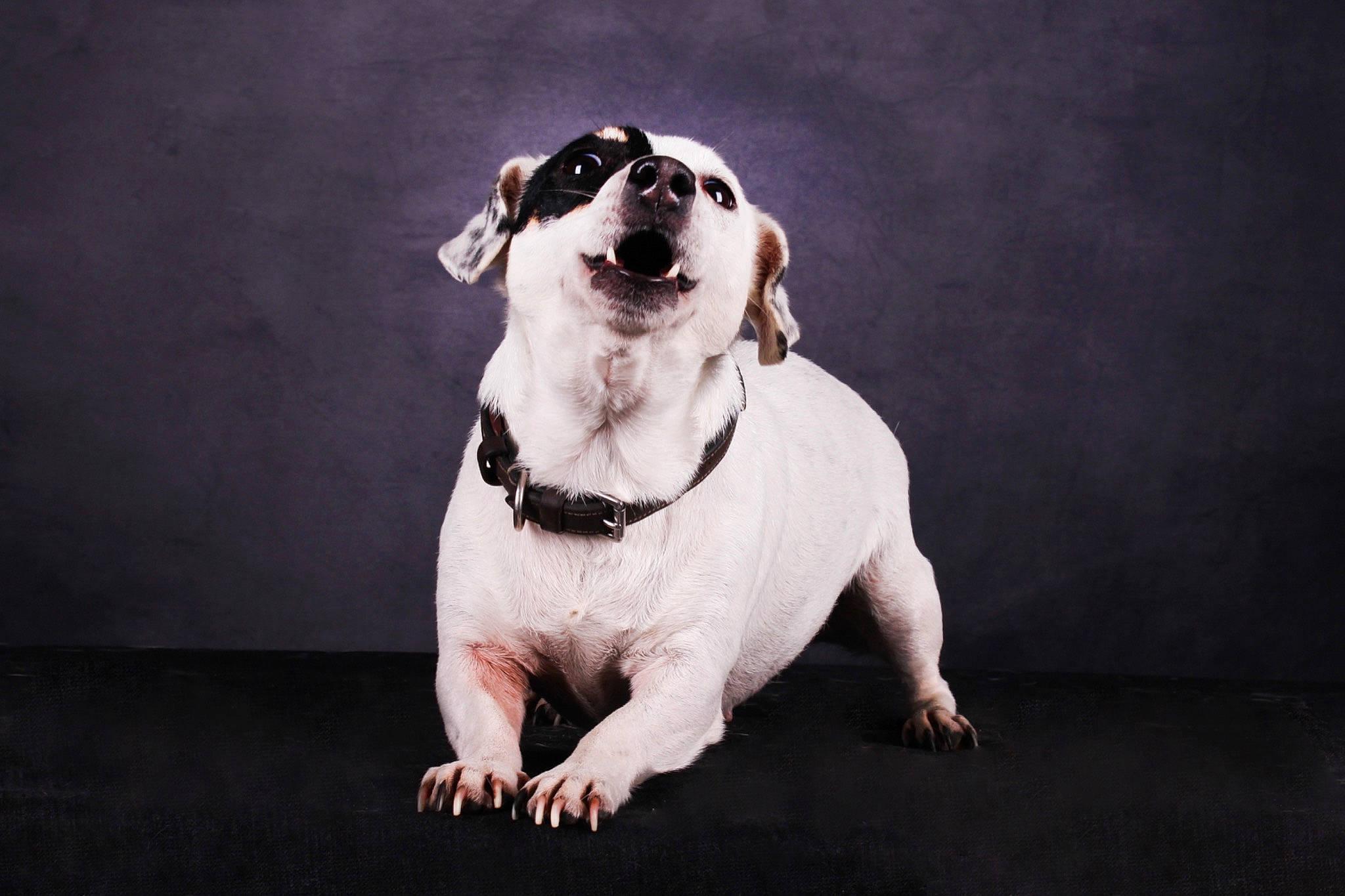 Naya a rejoint le concours — aidez-le/la à gagner de superbes lots ! automotive_lighting, canidae, carnivore, collar, companion_dog, darkness, dog, dog_breed, dog_collar, eyewear, fawn, flash_photography, monochrome_photography, paw, sitting, snout, sporting_group, still_life_photography, whiskers, working_animal