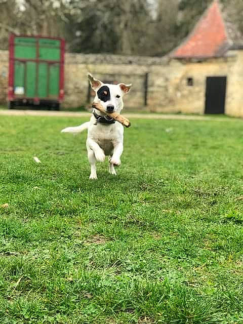 Naya participe au concours pour gagner de l'argent avec cette photo : canidae, carnivore, companion_dog, dog, dog_breed, fawn, garden, grass, grassland, lawn, non_sporting_group, pasture, plant, sporting_group, tail, terrier, toy_dog, tree, working_animal, yard