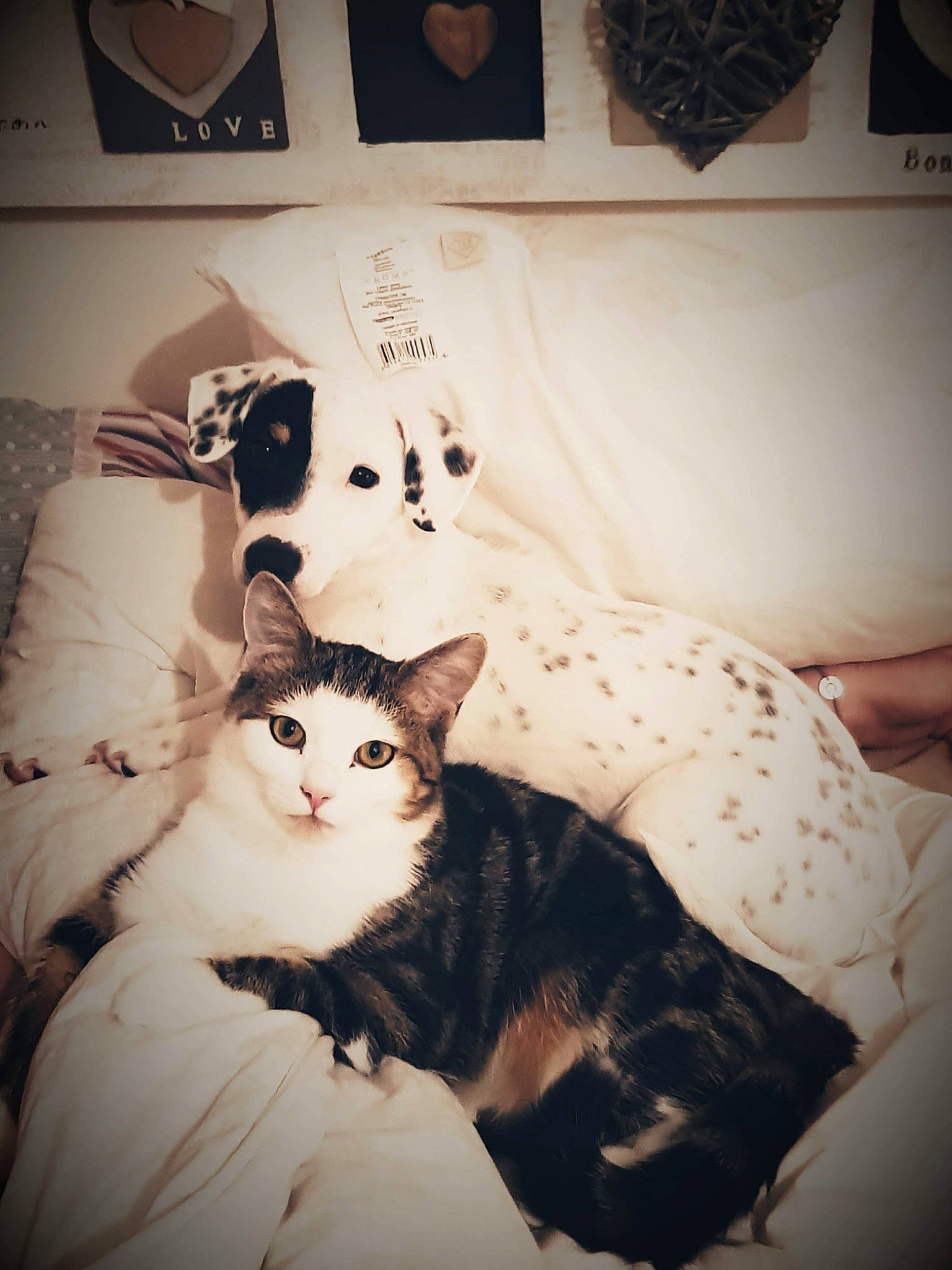 Naya a rejoint le concours — aidez-le/la à gagner de superbes lots ! bedding, carnivore, cat, comfort, domestic_short_haired_cat, felidae, formal_wear, fur, linens, monochrome_photography, paper, paper_product, pattern, paw, room, sitting, small_to_medium_sized_cats, tail, tree, whiskers