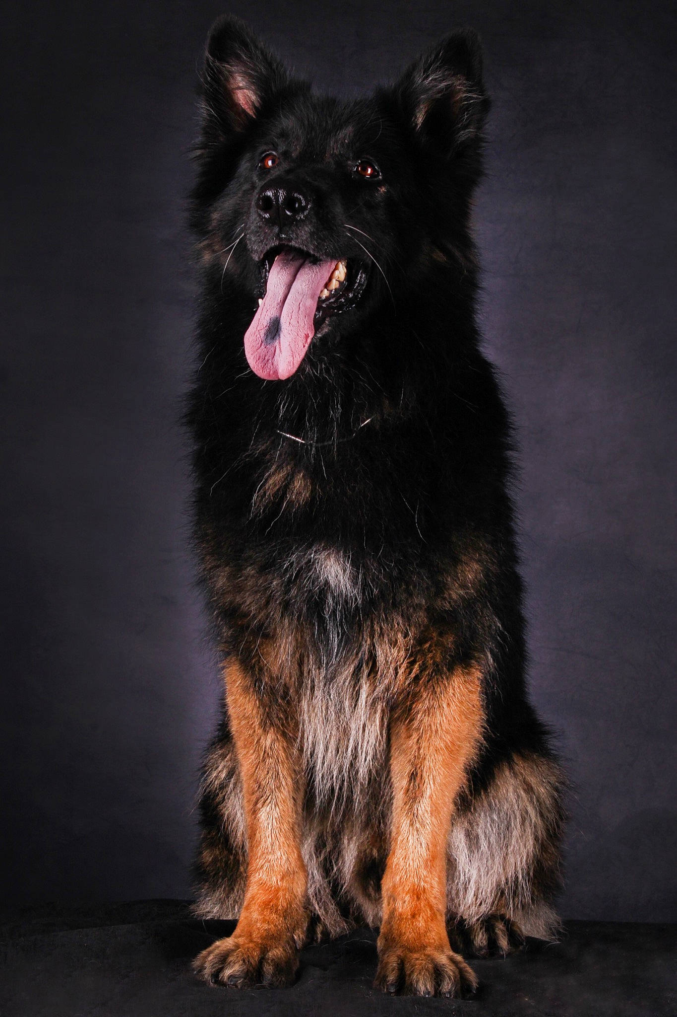 Brembo participe au concours pour gagner de l'argent avec cette photo : canidae, carnivore, companion_dog, darkness, dog, dog_breed, foot, fur, guard_dog, midnight, paw, snout, sporting_group, tail, terrestrial_animal, whiskers, window, working_dog