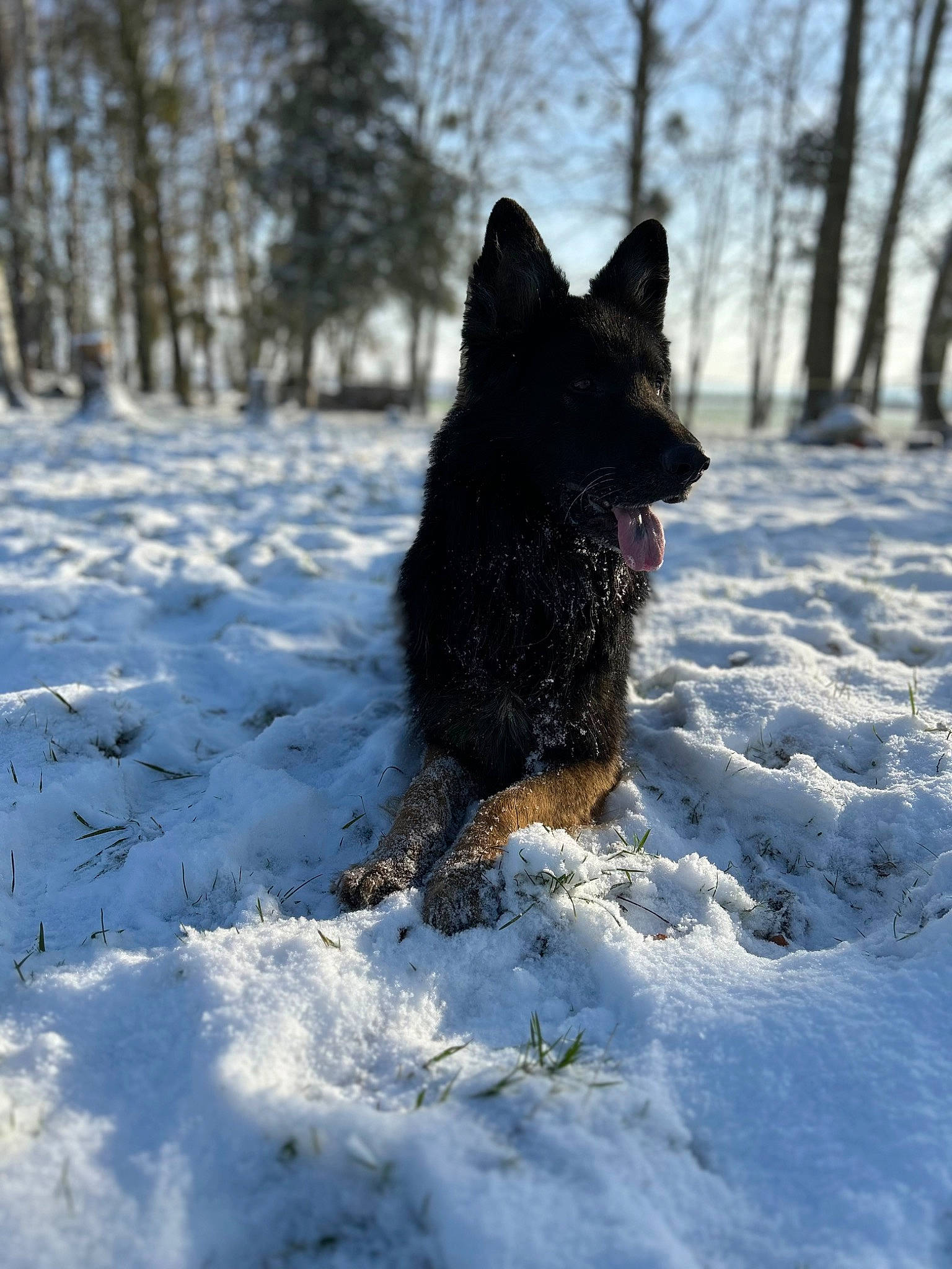 Brembo participe au concours pour gagner de l'argent avec cette photo : black_norwegian_elkhound, canidae, canis, carnivore, dog, dog_breed, electric_blue, freezing, groenendael, herding_dog, non_sporting_group, sky, snout, snow, sporting_group, tail, tree, winter, working_animal, working_dog