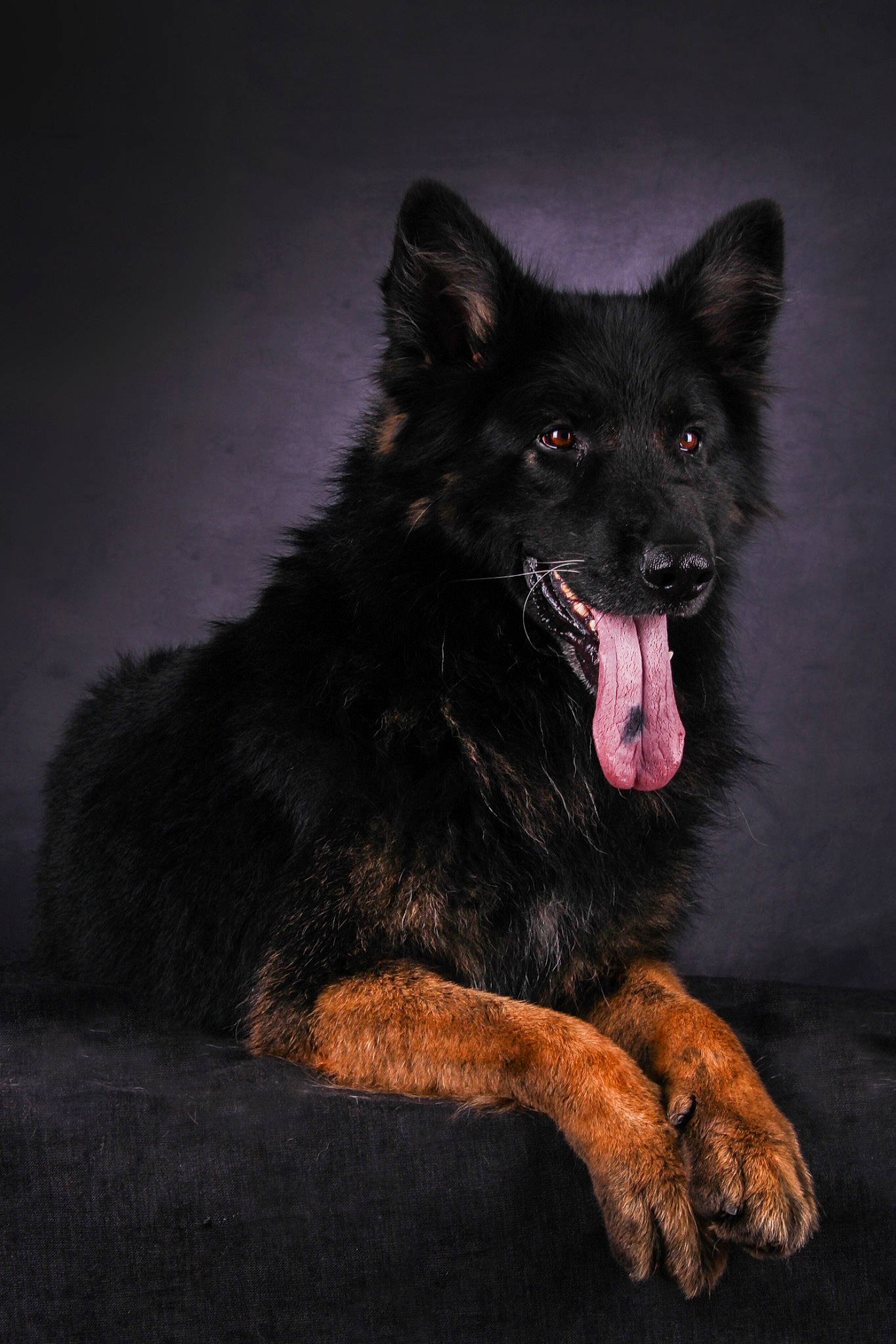 Brembo a rejoint le concours — aidez-le/la à gagner de superbes lots ! canidae, carnivore, companion_dog, darkness, dog, dog_breed, fang, flash_photography, foot, fur, guard_dog, paw, shout, snout, sporting_group, terrestrial_animal, whiskers, wildlife, working_dog