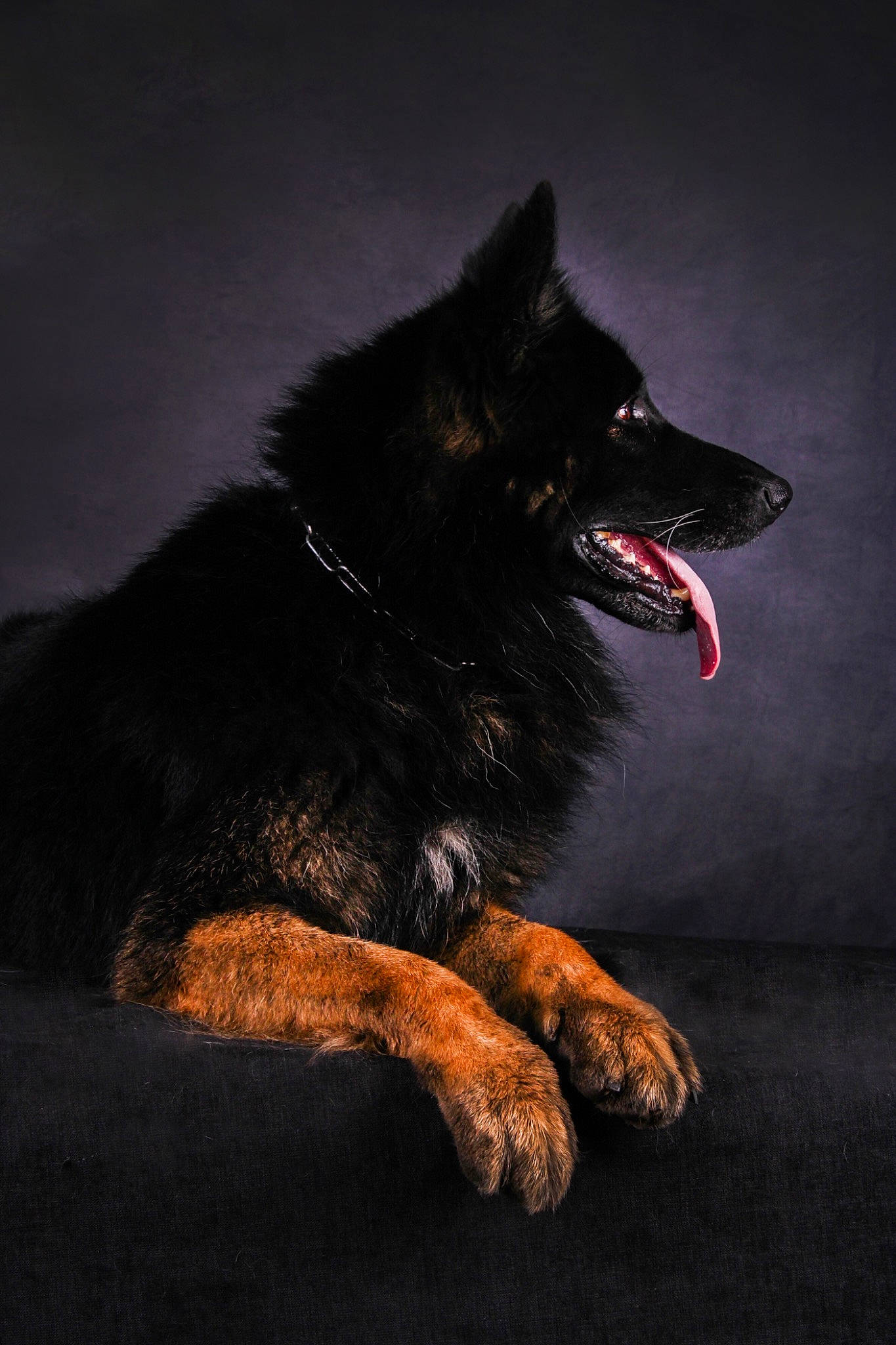 Brembo participe au concours pour gagner de l'argent avec cette photo : canidae, carmine, carnivore, companion_dog, darkness, dog, dog_breed, fang, flash_photography, fur, midnight, paw, shout, snout, sporting_group, whiskers, working_dog