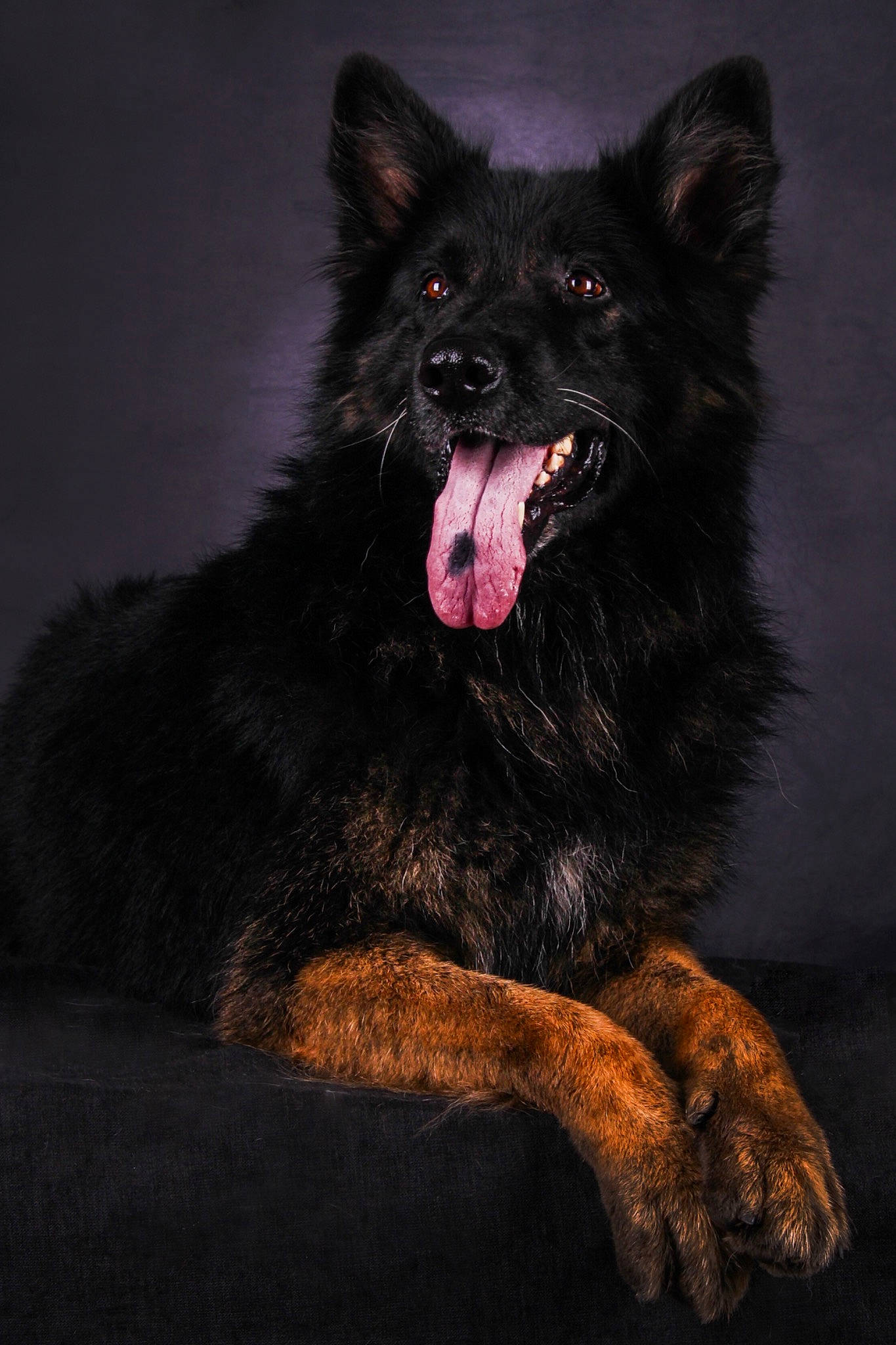 Brembo a rejoint le concours — aidez-le/la à gagner de superbes lots ! canidae, carnivore, companion_dog, darkness, dog, dog_breed, electric_blue, eye, fang, fur, jaw, midnight, non_sporting_group, shout, snout, sporting_group, terrestrial_animal, whiskers, working_dog