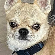 Boubou a rejoint le concours — aidez-le/la à gagner de superbes lots ! dog, small_dog, chihuahua, close_up, pet, collar, blue_tag, ears, alert, fur, floor, indoor, animal, canine, whiskers, face, nose, eyes, portrait, looking