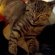 Chanel joined the competition — help win amazing prizes! animal, calm, cat, closeup, cozy, cute, domestic, feline, fur, indoor, mammal, paws, pet, relaxed, resting, sleeping, soft, striped, tabby, whiskers