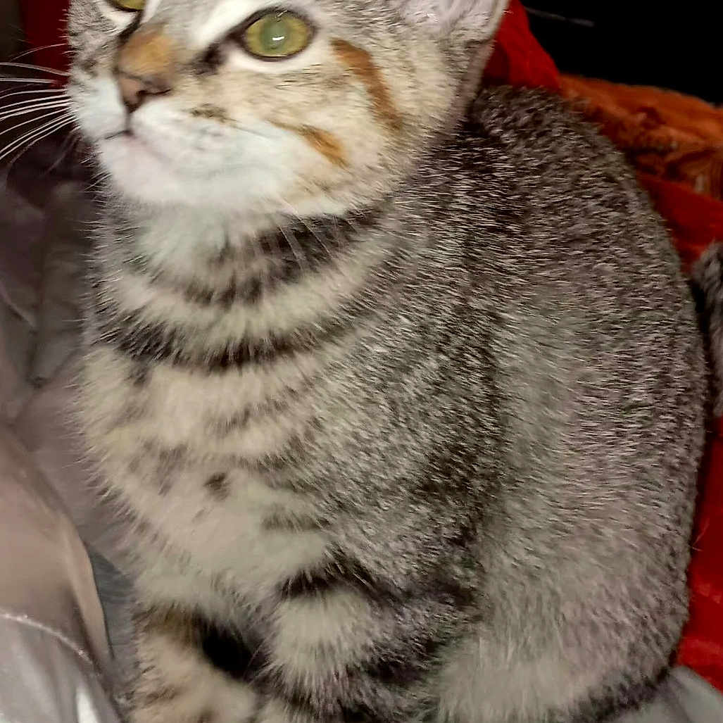 Chanel joined the competition — help win amazing prizes! animal, bed, blanket, cat, cozy, curious, cute, domestic, feline, fur, green_eyes, indoor, kitten, pet, sitting, soft_lighting, striped, tabby, whiskers, young