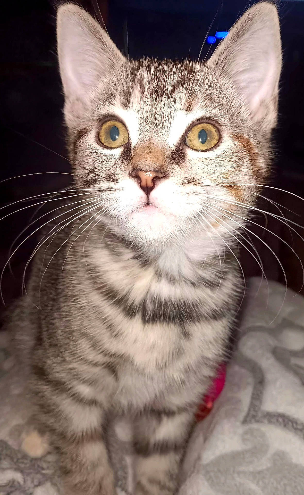 animal, blanket, cat, closeup, cozy, curious, cute, domestic, eyes, feline, fur, indoor, kitten, mammal, pet, portrait, striped, tabby, whiskers, young