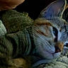 Chanel is registered to the contest to win money with this photo: animal, blurred, cat, close_up, comfort, companion, cozy, dark, domestic_animal, face_partial, feline, fur, indoor, person, pet, relax, resting, snuggle, tabby, whiskers