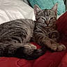 animal, blanket, cat, cushion, ears, feline, fur, indoor, kitten, paw, pet, quilt, red, resting, sleepy, tabby, tail, teal, whiskers, white