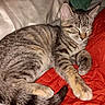 animal, blanket, cat, cozy, cute, domestic, feline, fur, indoor, kitten, paw, peaceful, pet, red_quilt, relaxing, rest, sleeping, tabby, tail, whiskers