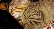 Chanel joined the competition — help win amazing prizes! animal, bedroom, blanket, cat, closeup, companion, cozy, cute, feline, fur, indoor, patterned_blanket, peaceful, pet, relaxing, resting, sleeping, snuggling, tabby_cat, warm_lighting