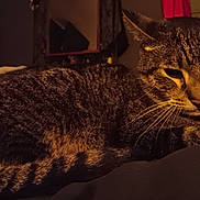 Sampson is registered to the contest to win money with this photo: abyssinian, animal, architecture, armchair, building, cat, chair, computer, couch, egyptiancat, electronics, furniture, indoors, kitten, laptop, livingroom, manx, pc, pet, room
