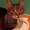 Sampson is registered to the contest to win money with this photo: abyssinian, animal, blanket, cat, kitten, manx, pet, towel