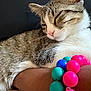 Neffi is registered to the contest to win money with this photo: cat, tabby, resting, closed_eyes, fur, person, arm, bracelet, beads, pink, blue, teal, closeup, indoor, pet, animal, cute, cozy, relaxed, hand