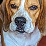 Spencer participe au concours pour gagner de l'argent avec cette photo : animal, beagle, brown, canine, close_up, dog, domestic, ears, expression, face, floor, fur, indoor, looking, muzzle, nose, pet, portrait, whiskers, white
