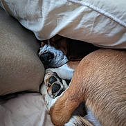Spencer participe au concours pour gagner de l'argent avec cette photo : bed, blanket, brown_fur, canine, closeup, comfort, cozy, curled_up, dog, fur, indoor, nose, paw, pet, relaxation, resting, sleeping, snug, tail, white_paw