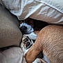 bed, blanket, brown_fur, canine, closeup, comfort, cozy, curled_up, dog, fur, indoor, nose, paw, pet, relaxation, resting, sleeping, snug, tail, white_paw