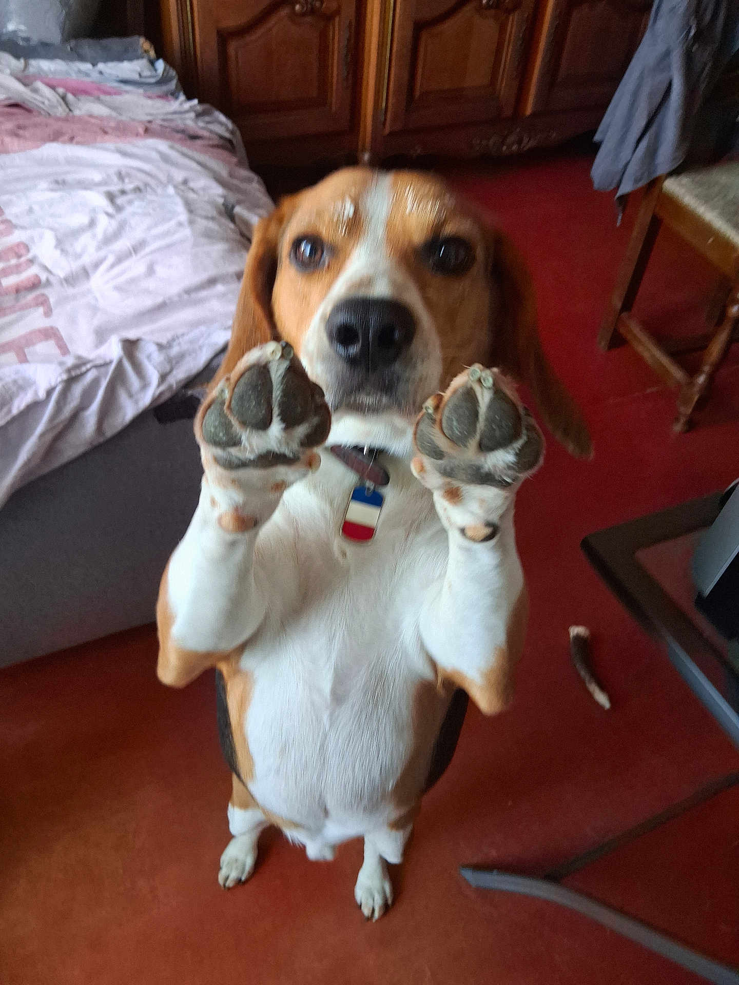 Spencer participe au concours pour gagner de l'argent avec cette photo : dog, beagle, pet, indoor, floor, furniture, bed, paws, raised_paws, collar, tag, brown, white, black, ears, nose, wooden_cabinet, chair, carpet, playful