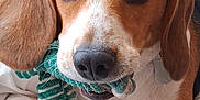 Spencer participe au concours pour gagner de l'argent avec cette photo : dog, beagle, pet, toy, rope_toy, indoor, close_up, brown, white, ears, nose, mouth, animal, canine, playful, chewed_toy, blanket, fur, companion, cute
