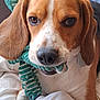 dog, beagle, pet, toy, rope_toy, indoor, close_up, brown, white, ears, nose, mouth, animal, canine, playful, chewed_toy, blanket, fur, companion, cute