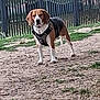 Spencer participe au concours pour gagner de l'argent avec cette photo : dog, beagle, harness, outdoor, dirt_path, grass, fence, pet, animal, standing, alert, ears, brown, white, canine, nature, daylight, four_legs, walking_area, park