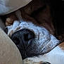 Spencer a rejoint le concours — aidez-le/la à gagner de superbes lots ! animal, brown, close_up, comfort, companion, cozy, cushion, dog, fur, indoor, nose, pet, relaxation, resting, sleeping, snout, soft, texture, whiskers, white
