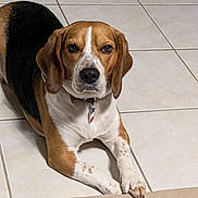 Spencer participe au concours pour gagner de l'argent avec cette photo : dog, beagle, pet, animal, lying_down, floor, tile_floor, brown, white, black, collar, indoor, cute, mammal, paw, relaxed, looking_at_camera, domestic_animal, companion, portrait
