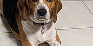 Spencer participe au concours pour gagner de l'argent avec cette photo : animal, beagle, black, brown, collar, companion, cute, dog, domestic_animal, floor, indoor, looking_at_camera, lying_down, mammal, paw, pet, portrait, relaxed, tile_floor, white