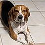 dog, beagle, pet, animal, lying_down, floor, tile_floor, brown, white, black, collar, indoor, cute, mammal, paw, relaxed, looking_at_camera, domestic_animal, companion, portrait