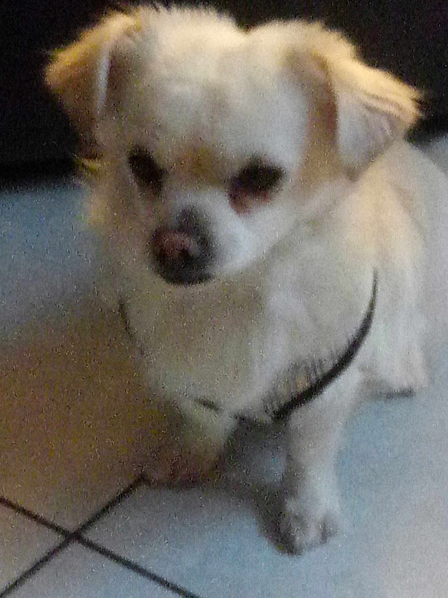 Nouky