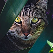 Guss joined the competition — help win amazing prizes! animal, cat, close_up, curious, eye_reflection, face, feline, green_leaves, hidden, mystery, nature, outdoor, pet, plant, portrait, stripes, tabby, whiskers, wildlife, yellow_eyes