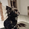 dog, small_dog, black_dog, long_hair, pet, indoor, floor, tile_floor, furniture, cushion, side_view, curious, alert, animal, companion, house, domestic, ears, tail, cute