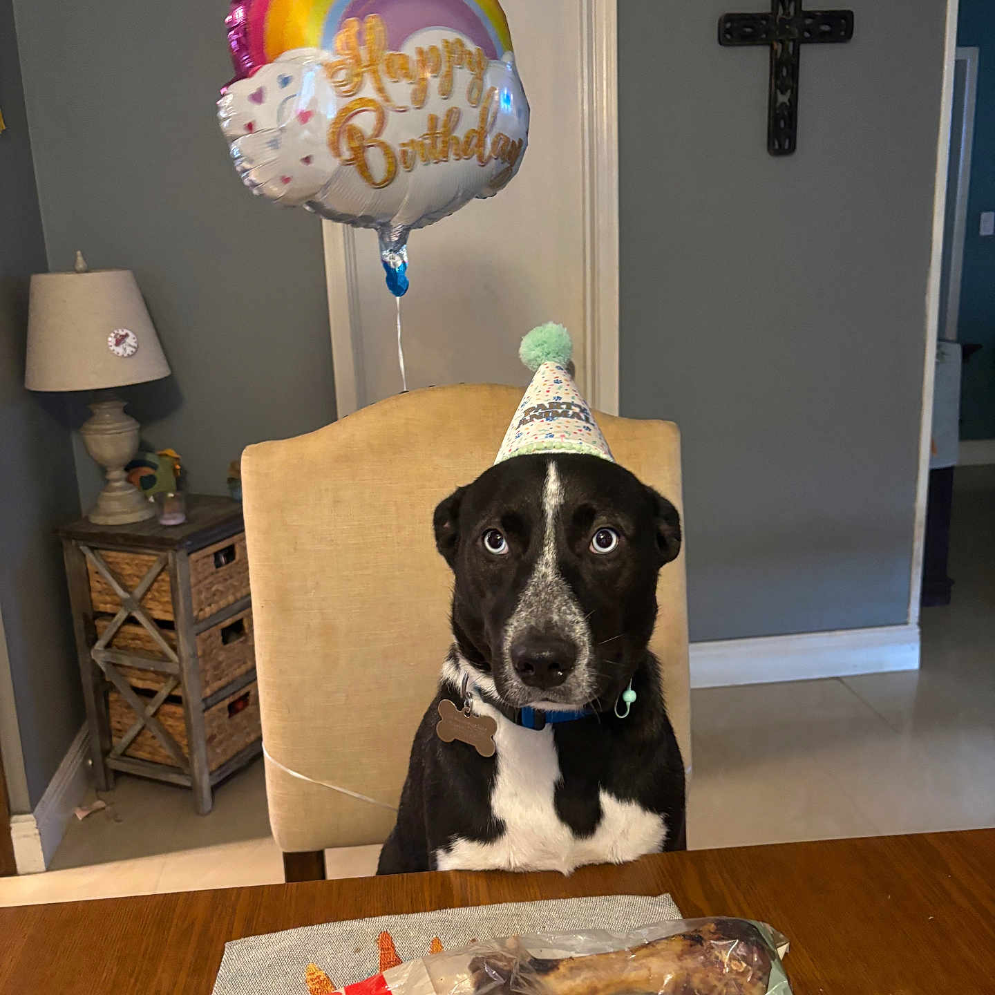 Lulu joined the competition — help win amazing prizes! animal, birthday_balloon, black_and_white, bone, cabinet, celebration, chair, collar, dog, floor, fur, gift, home, indoor, lamp, looking_up, party_hat, pet, table, wall