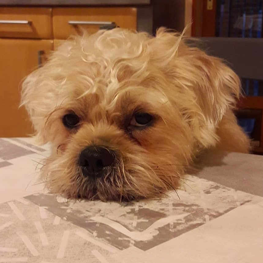 Nang participe au concours pour gagner de l'argent avec cette photo : dog, curly_hair, resting, tablecloth, indoor, kitchen, brown_fur, pet, sleepy, close_up, animal, cute, face, fur, domestic_animal, table, expression, companion, cozy, relaxed