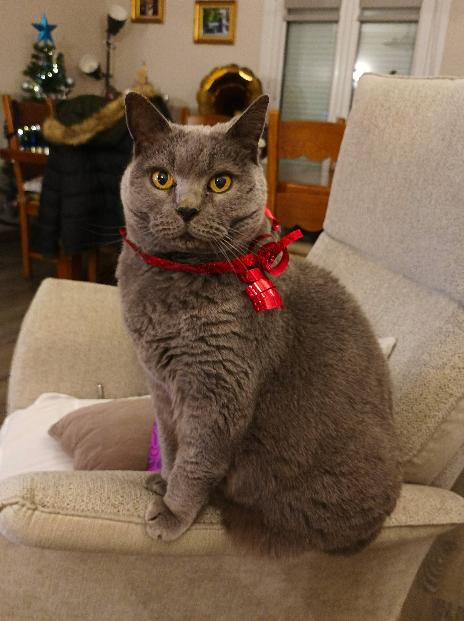 Baloo participe au concours pour gagner de l'argent avec cette photo : art, carnivore, cat, chair, comfort, couch, domestic_short_haired_cat, felidae, fur, grey, puzzle, russian_blue, sitting, small_to_medium_sized_cats, snout, tail, whiskers, window