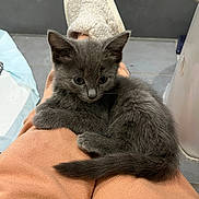 Arya joined the competition — help win amazing prizes! kitten, gray_fur, cat, pet, lap, person, pants, slippers, indoor, floor, tile, fur, tail, relaxed, curious, cozy, home, comfort, animal, cute