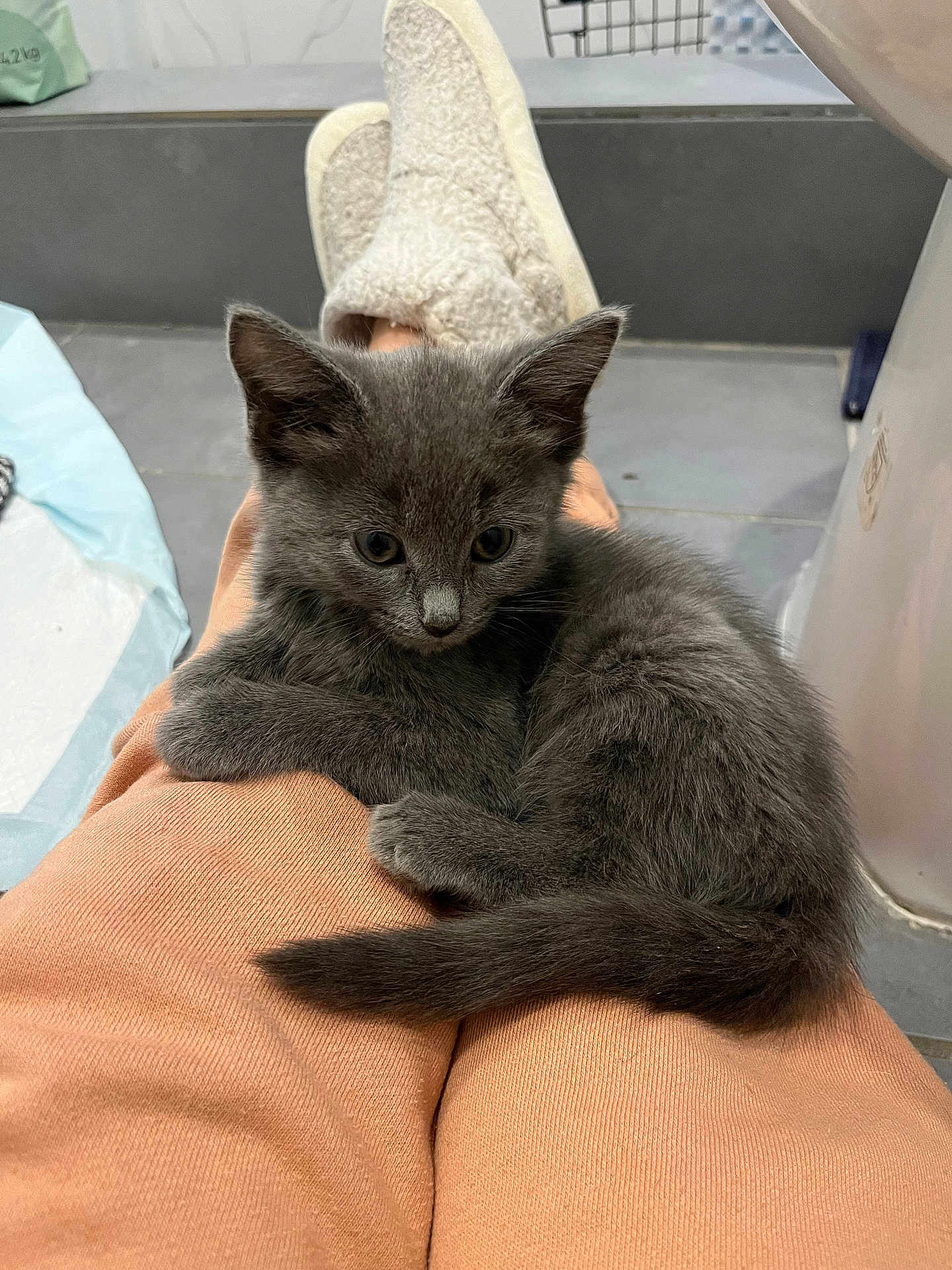 Arya joined the competition — help win amazing prizes! kitten, gray_fur, cat, pet, lap, person, pants, slippers, indoor, floor, tile, fur, tail, relaxed, curious, cozy, home, comfort, animal, cute