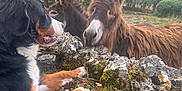 Leon participe au concours pour gagner de l'argent avec cette photo : animal, cloudy, curious, dog, donkey, ears, friendship, fur, grass, grassland, mammal, moss, nature, outdoor, paw, pet, sky, snout, stone_wall, tree