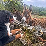 animal, cloudy, curious, dog, donkey, ears, friendship, fur, grass, grassland, mammal, moss, nature, outdoor, paw, pet, sky, snout, stone_wall, tree