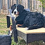 Leon participe au concours pour gagner de l'argent avec cette photo : animal, backyard, bernese_mountain_dog, black, brown, canine, chair, daylight, dog, fence, fur, grass, looking_back, nature, outdoor, pet, relaxed, resting, white, wicker