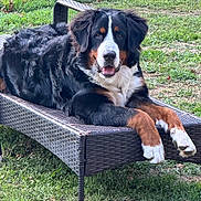 Leon participe au concours pour gagner de l'argent avec cette photo : animal, bernese_mountain_dog, black, brown, canine, chaise_lounge, daylight, dog, fence, fur, grass, lawn, nature, outdoor, pet, portrait, relaxed, resting, summer, white