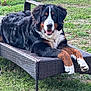 animal, bernese_mountain_dog, black, brown, canine, chaise_lounge, daylight, dog, fence, fur, grass, lawn, nature, outdoor, pet, portrait, relaxed, resting, summer, white