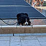 Leon a rejoint le concours — aidez-le/la à gagner de superbes lots ! animal, bernese_mountain_dog, black_dog, daytime, dog, drinking, hydration, leash, outdoor, pavement, people, public_space, reflection, relaxing, sidewalk, summer, sunlight, urban, walking, water