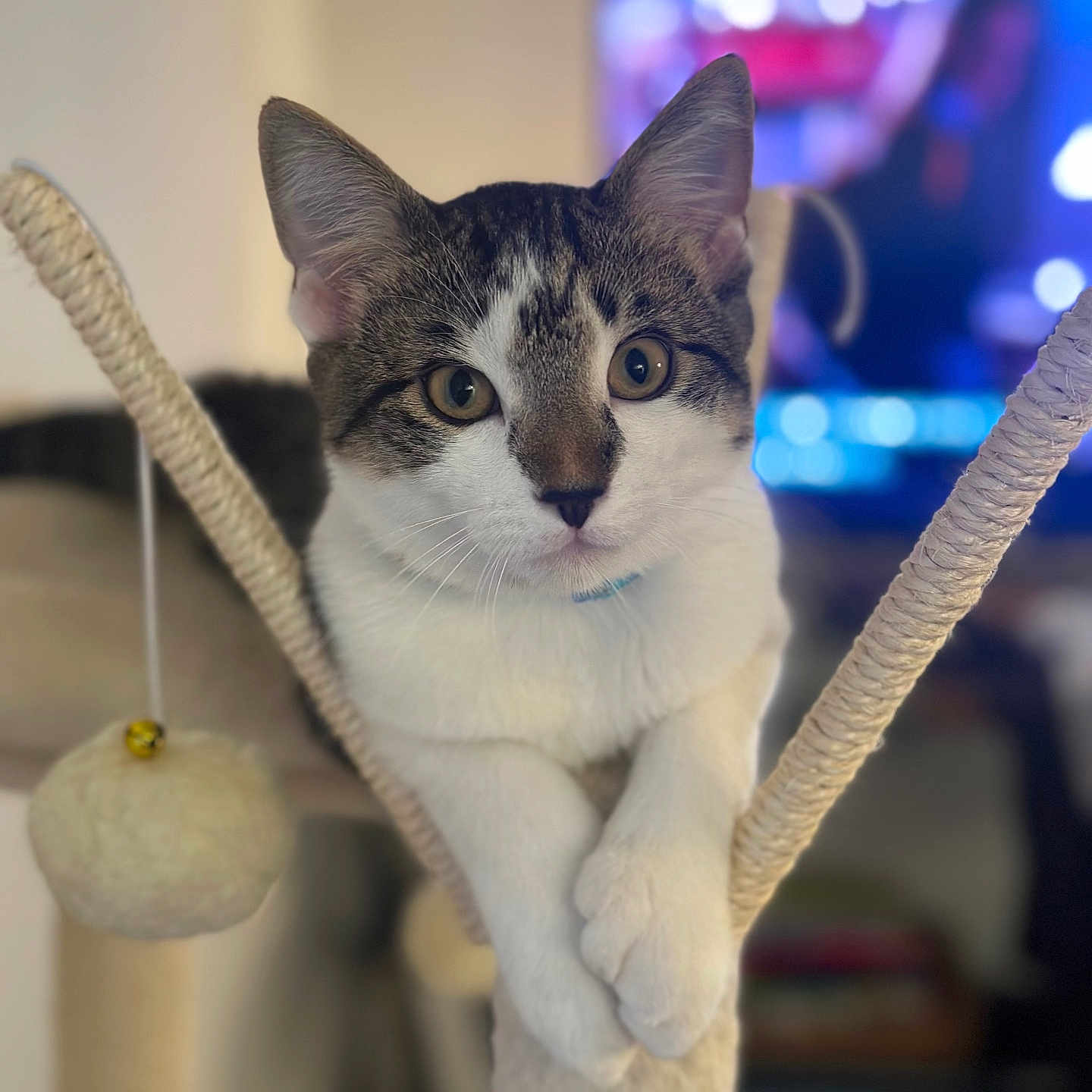 Odie is registered to the contest to win money with this photo: abyssinian, accessories, animal, cat, computerhardware, electronics, food, fruit, hardware, kitten, manx, monitor, pear, pet, plant, produce, rope, screen, strap, tv