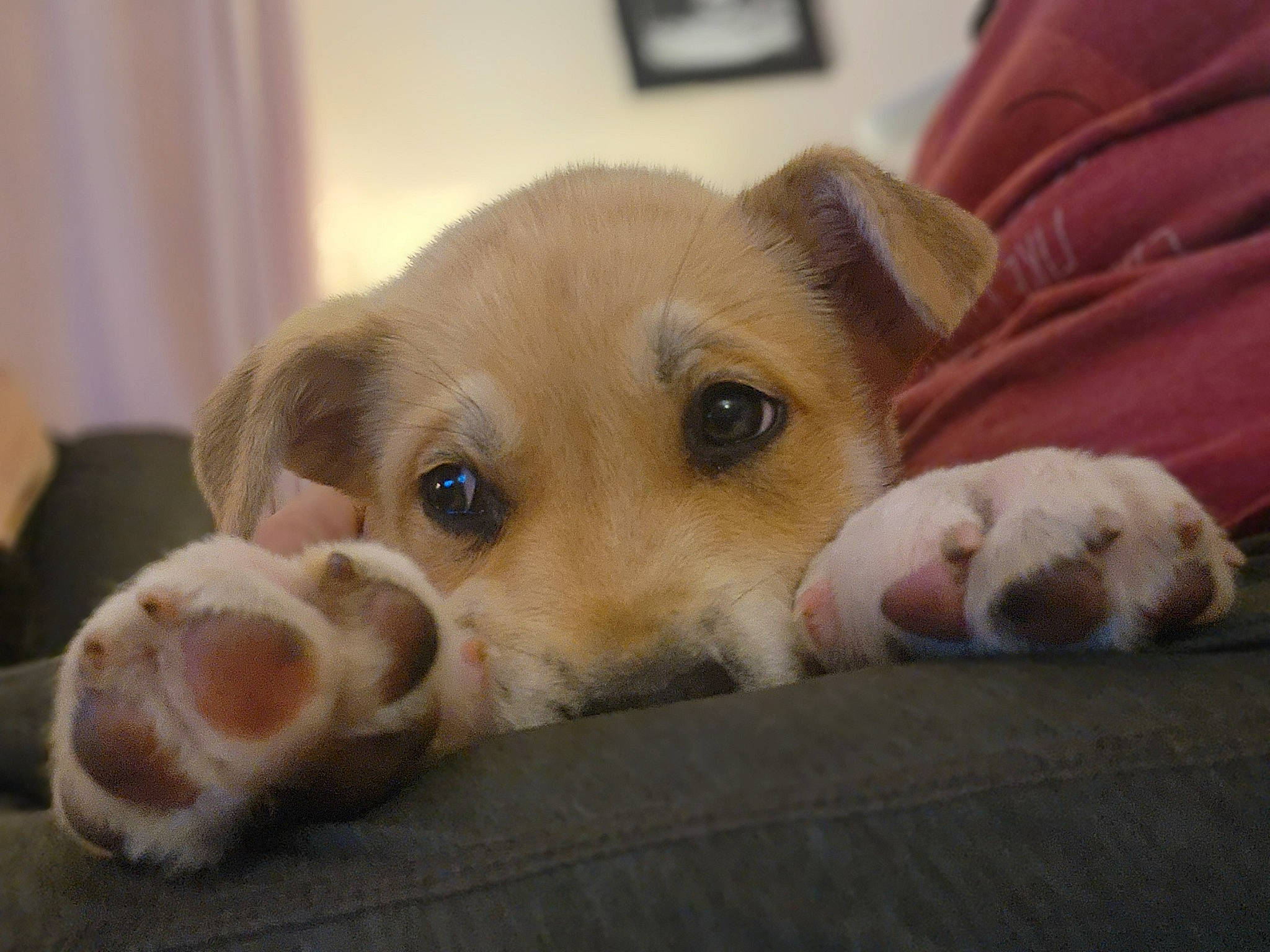 Eivor joined the competition — help win amazing prizes! ball, canidae, carnivore, comfort, companion_dog, couch, dog, dog_breed, dog_supply, fawn, fur, paw, pet_supply, puppy, snout, sporting_group, street_dog, terrestrial_animal, whiskers, working_animal